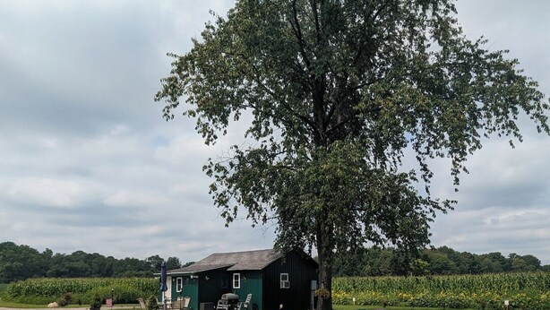 Un espace extérieur verdoyant avec un grand arbre, un foyer et plusieurs chaises Adirondack bleues.