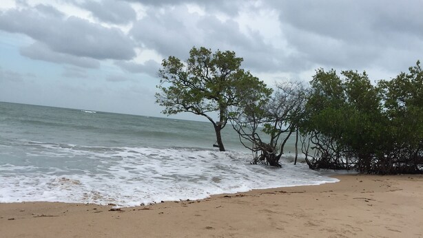 Une plage de sable avec des empreintes et un arbre en arrière-plan.