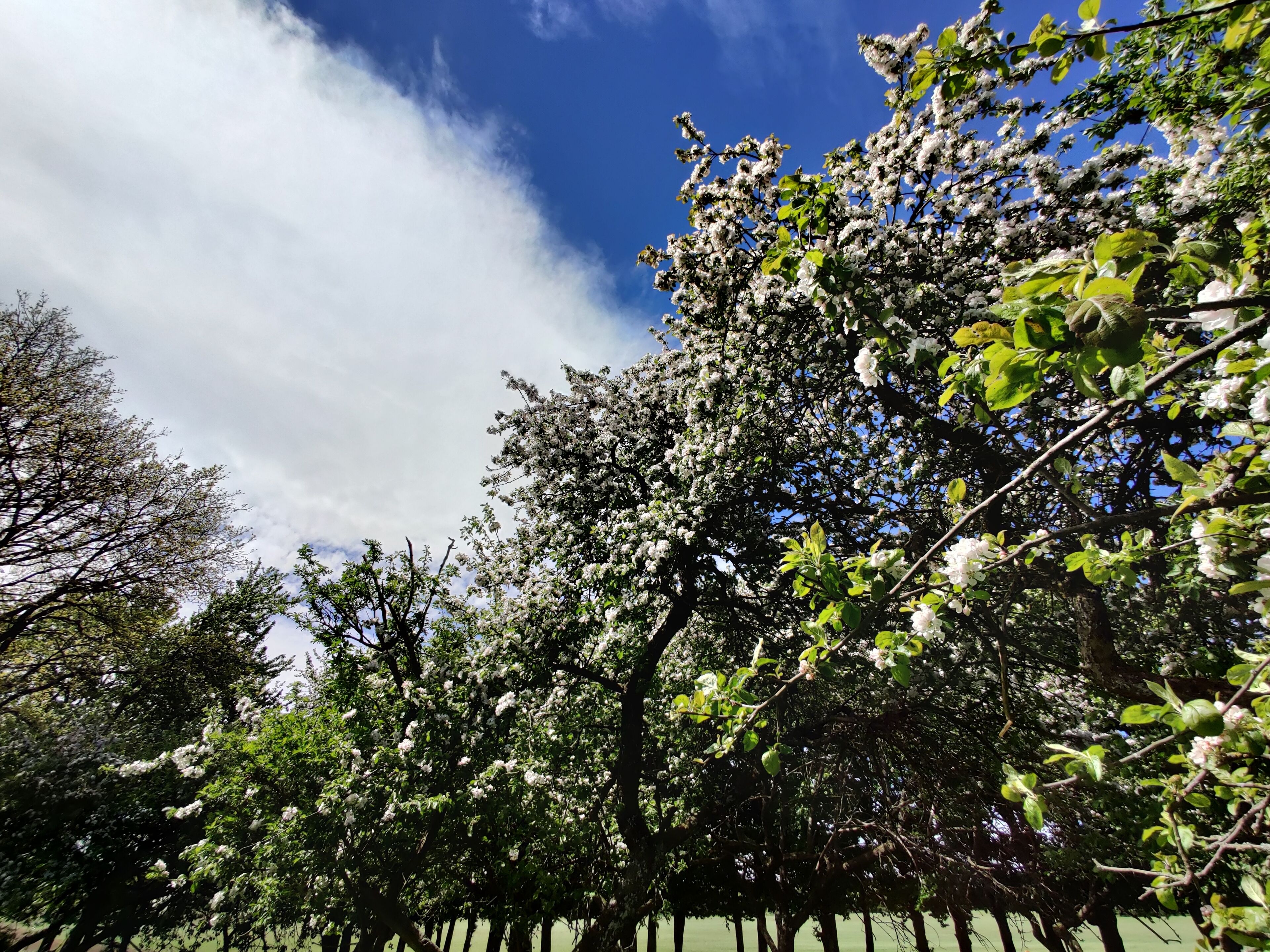 A dense orchard with mature trees bearing white blossoms, under a partly cloudy sky.