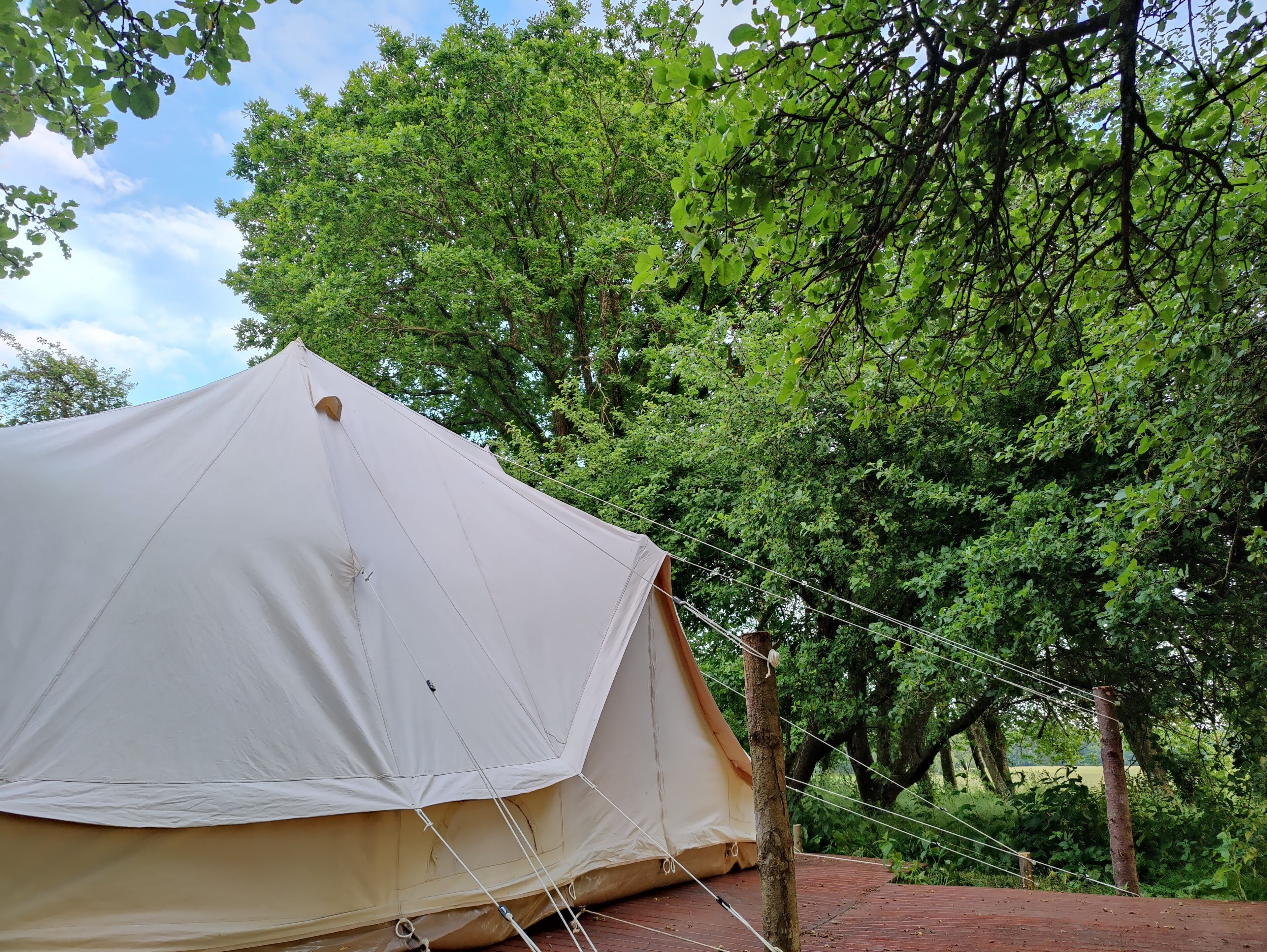 A tent set up in a wooded area with trees in the background.