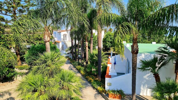 A pathway lined with palm trees leading to a white building with a red roof.