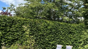 Un jardín con dos sillones de descanso y un seto.