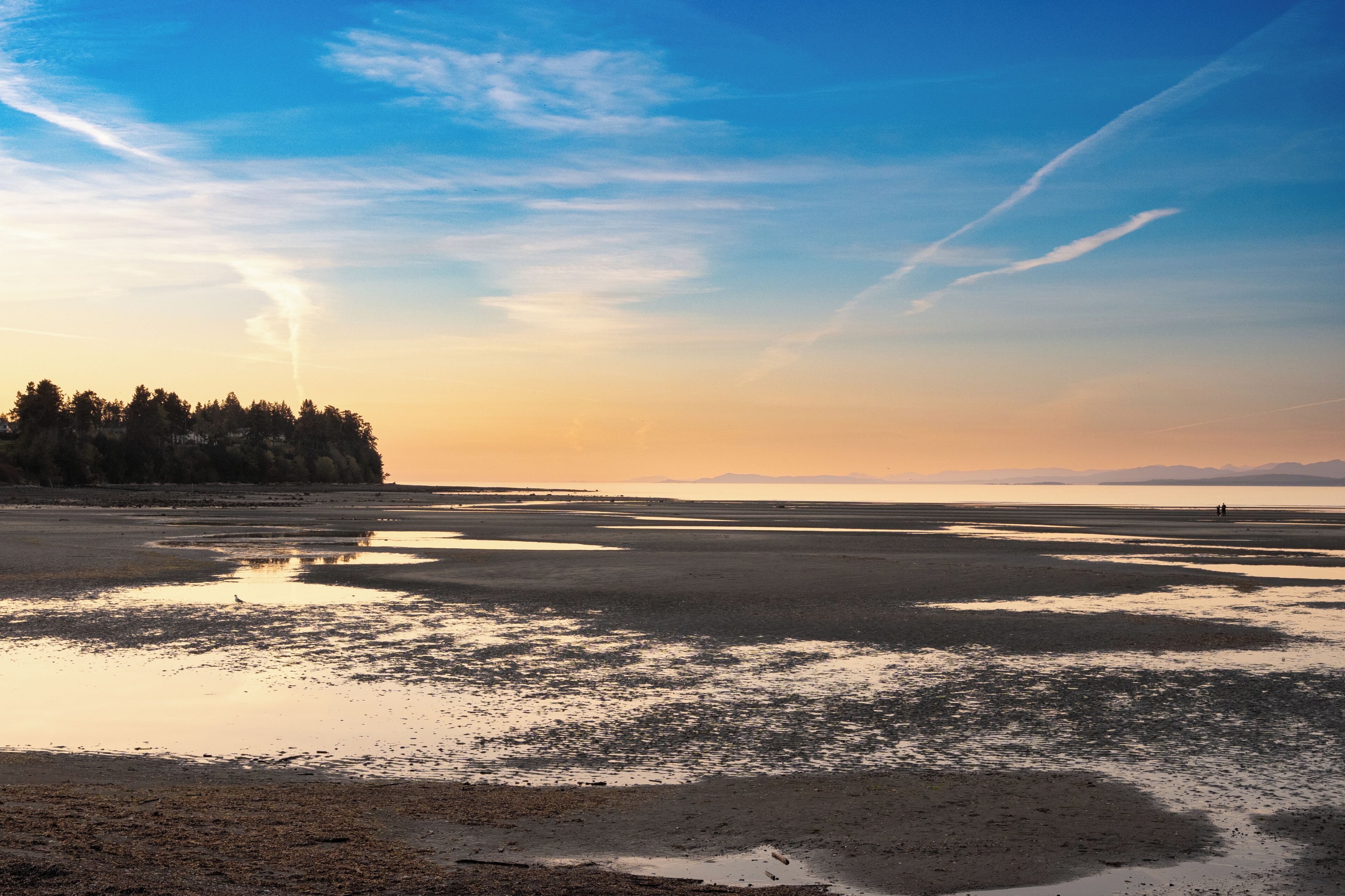 A coastal landscape with a beach, trees, and a clear sky.