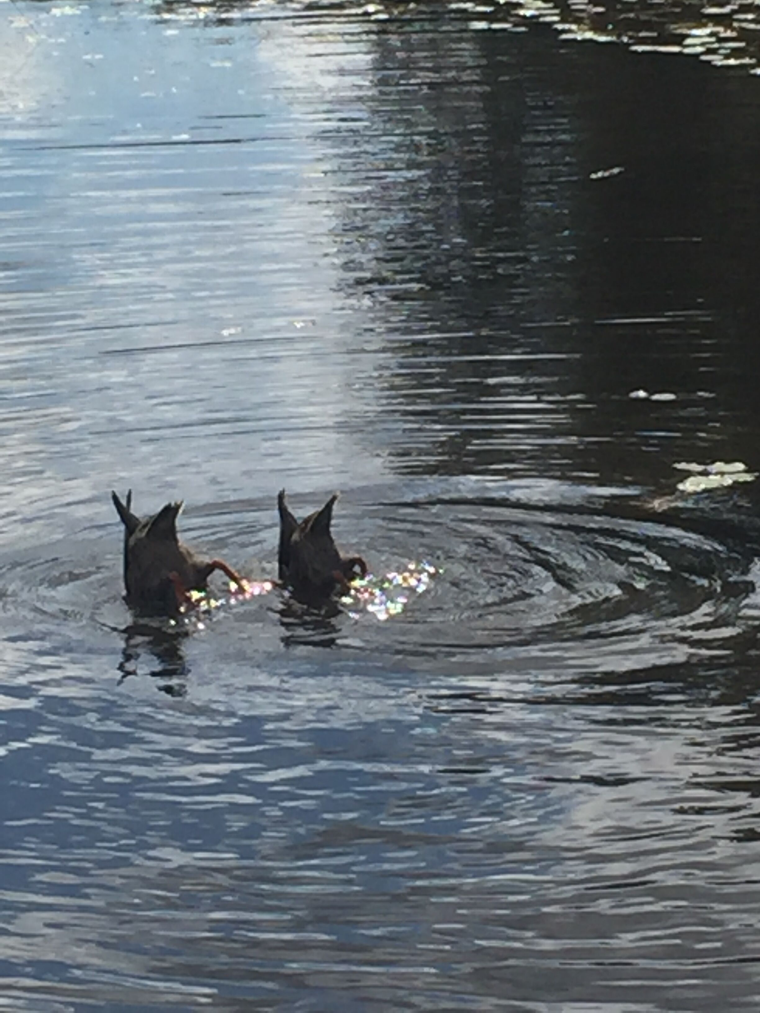 Ducks out front