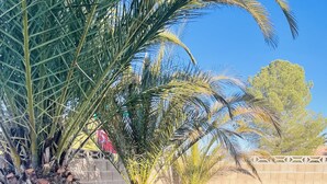 A landscaped garden with artificial grass, palm trees, and a brick wall. - Comfortable home with sparkling private pool minutes to the Strip! (Henderson)
