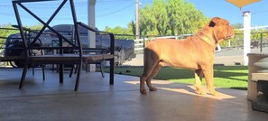 Property grounds - Tiny Home in Bulldog Paradise with free puppy love ❤️ (Valley Center)