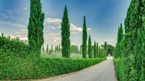 Une route bordée de haies soigneusement taillées et d’arbres hauts et élancés, qui mène à un bâtiment situé au loin.