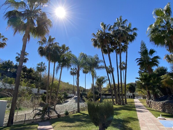 A sunny outdoor area with tall palm trees and a paved walkway.