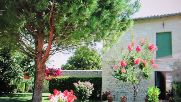 A garden with a large tree, potted plants, and a building with a green shutter. - Le clos des oiseaux is a winery located in Aimargues. (Aimargues)
