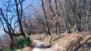 A narrow, leaf-covered path in a wooded area with trees on both sides. - BLU Flat (2 pax) + 2 Bunks Bed, FIOCCHINA magic place - Salò - Garda Lake (Lombardia)