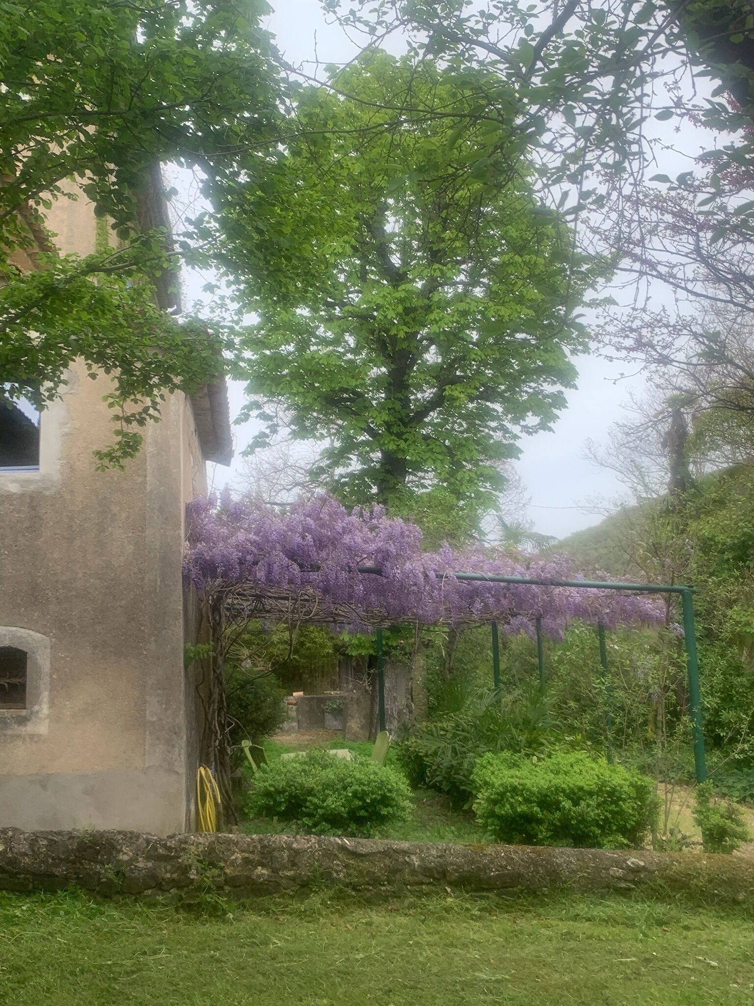 A garden with a large tree, a pergola with purple flowers, and a stone wall.