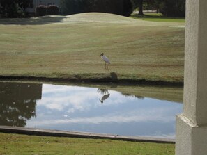 A bird standing on grass near a body of water with a reflection.