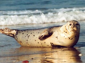 Nicht klassifiziertes Bild, 5 von 21, Schaltfläche