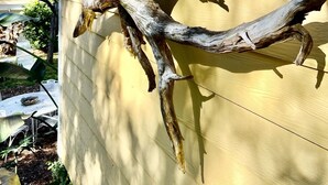 A large, weathered tree branch mounted on a yellow house siding. - Charming Folly Cottage! Steps to Downtown, Pier & Beach! (Folly Beach)