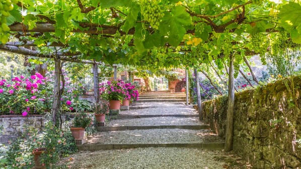 A stone pathway leading through a garden with grapevines overhead and potted plants on either side.