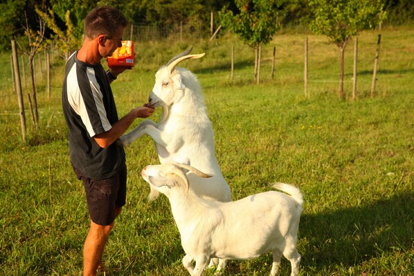 Una persona alimentando a una cabra blanca en un campo con pasto, árboles y una valla al fondo.
