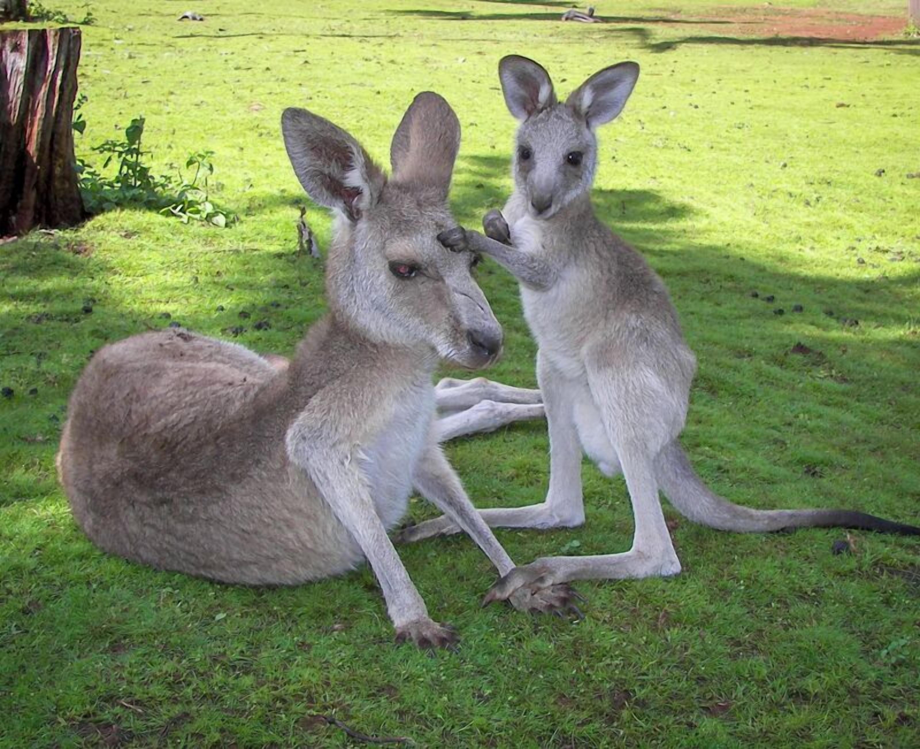 Two kangaroos on a grassy field.