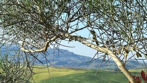 Eine Landschaft mit Blick auf grüne Felder und ferne Berge.