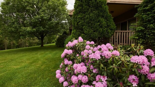 Un jardí ben cuidat amb un arbre gran i una tanca de flors roses davant d'un edifici amb un balcó.