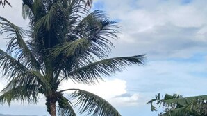 A white picket fence, a palm tree, and a view of a coastal landscape.