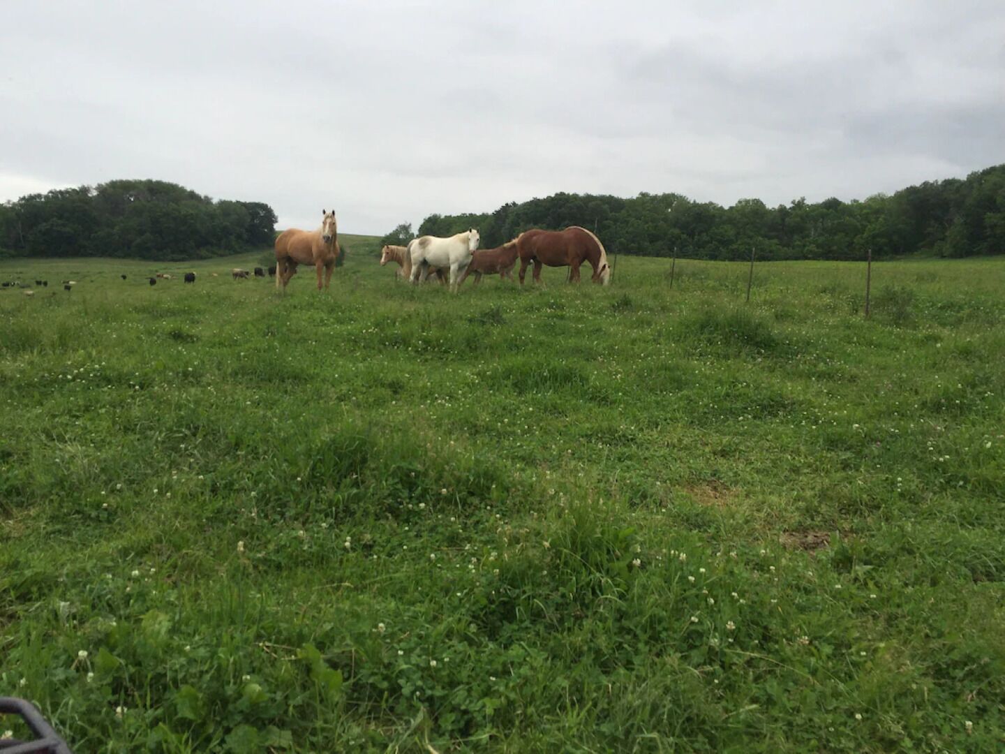 Een begrazend weiland met verschillende paarden.
