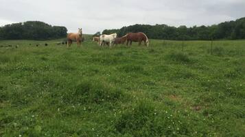 Een begrazend weiland met verschillende paarden.