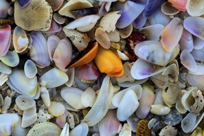 A collection of various seashells. - 1321 Santos Rd 201 (Fort Myers Beach)