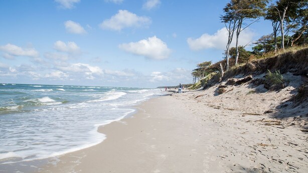 A beach with a sandy shore, waves, and trees.