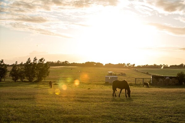 A rural landscape with a field, trees, a barn, and a horse.