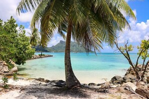 Ein Strand mit einer Palme, klarem türkisblauem Wasser und einer felsigen Küstenlinie.