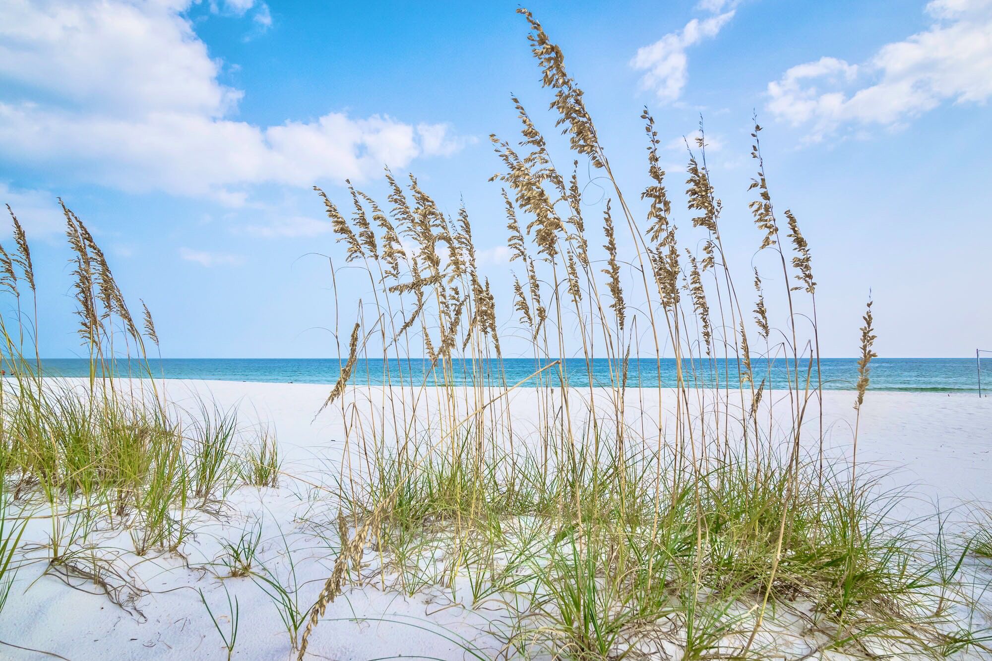 在海灘附近、躺椅