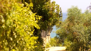 A pathway surrounded by lush greenery leading to a body of water. - Pyrgaraki Studios and Apartments (Zakynthos)