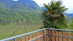 A vineyard with rows of grapevines, a wooden fence, and a mountain backdrop. - Apartment 'Torgglbauer 1' with Mountain View, Pool, Terrace & Wi-Fi (Meran)