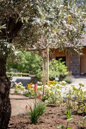 Un jardin avec différentes sortes de plantes et un arbre.