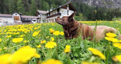 Appartement 'Peintenhof Typ D' avec vue sur les montagnes, balcon et Wi-Fi