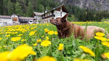 Enceinte de lâhĂ©bergement