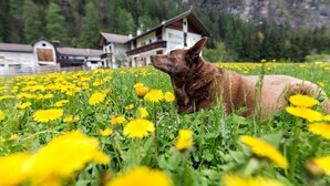 Ein Hund auf einer Wiese voller gelber Blumen, im Hintergrund Berge und Gebäude.