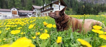 Apartment 'Peintenhof Typ A' with Mountain View, Terrace & Wi-Fi