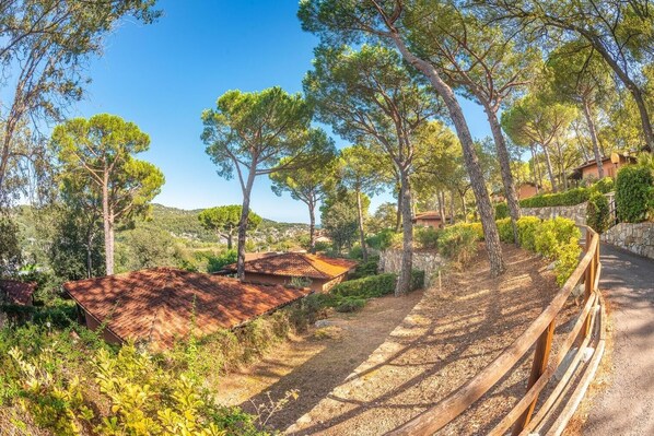 Un paysage rural avec des arbres, un mur de pierres et un chemin pavé.