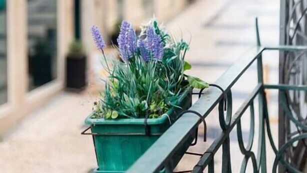A balcony with a potted lavender plant. - Bonjardim Studio Balcony by DA'HOME (Porto)