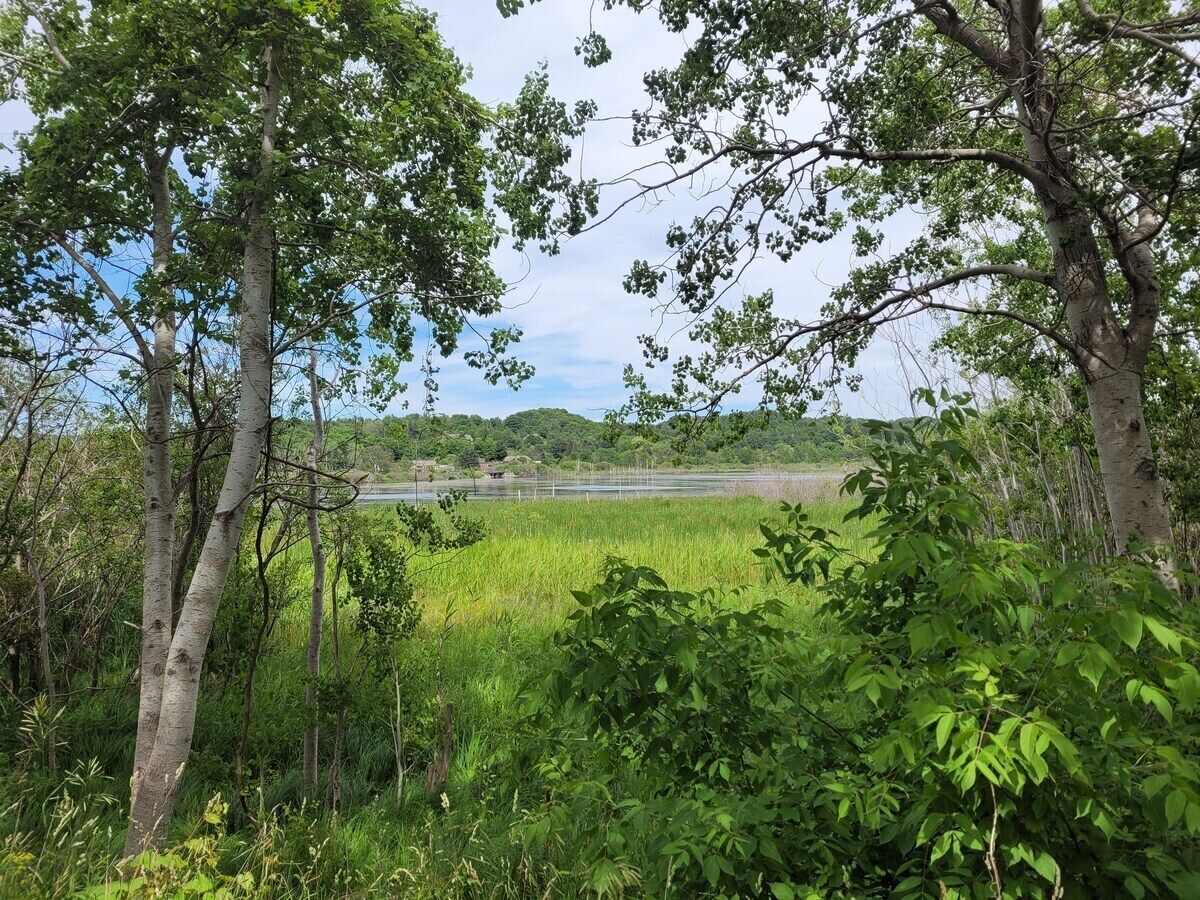 A natural landscape with trees and a field.