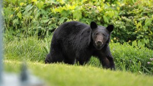 Un oso negro en un área con hierba y vegetación densa al fondo.
