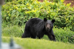 Un ours noir se trouve dans une zone herbeuse, avec un feuillage dense en arrière-plan.