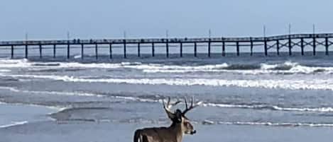 Nära stranden