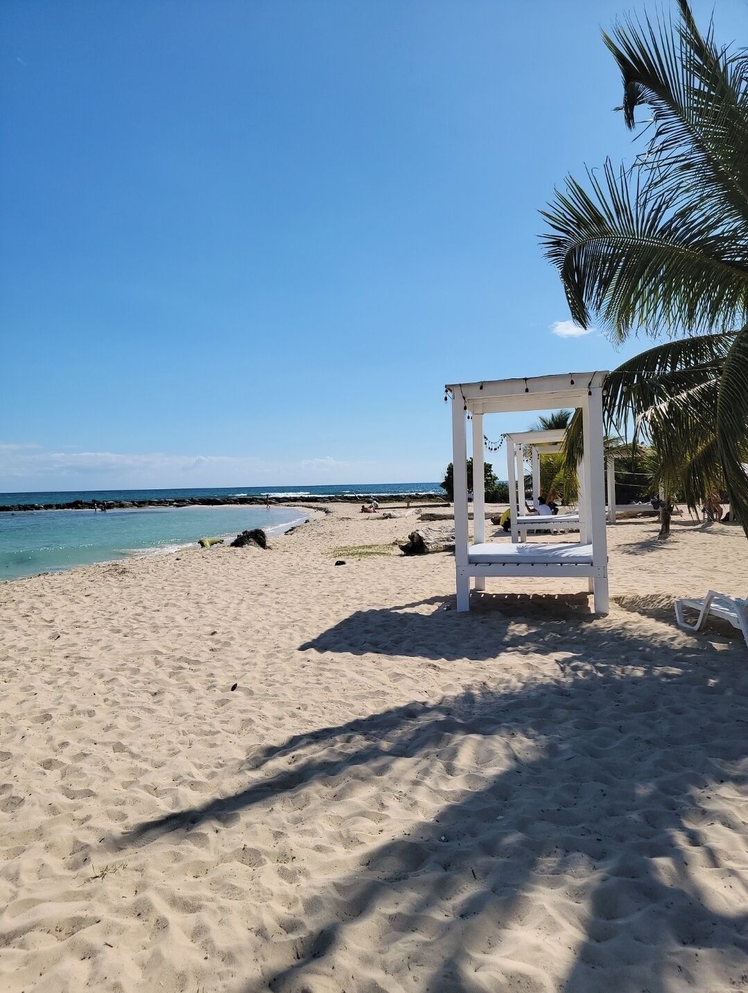 A beach with white beach chairs and a palm tree.