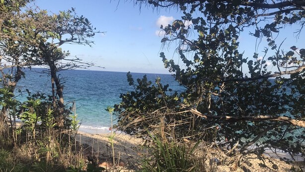 A beach with clear blue water, surrounded by dense foliage and trees. - Apartment - Walk to the Beach (Lucea)