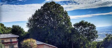 Un immobile residenziale con piscina, un albero grande e un prato curato.