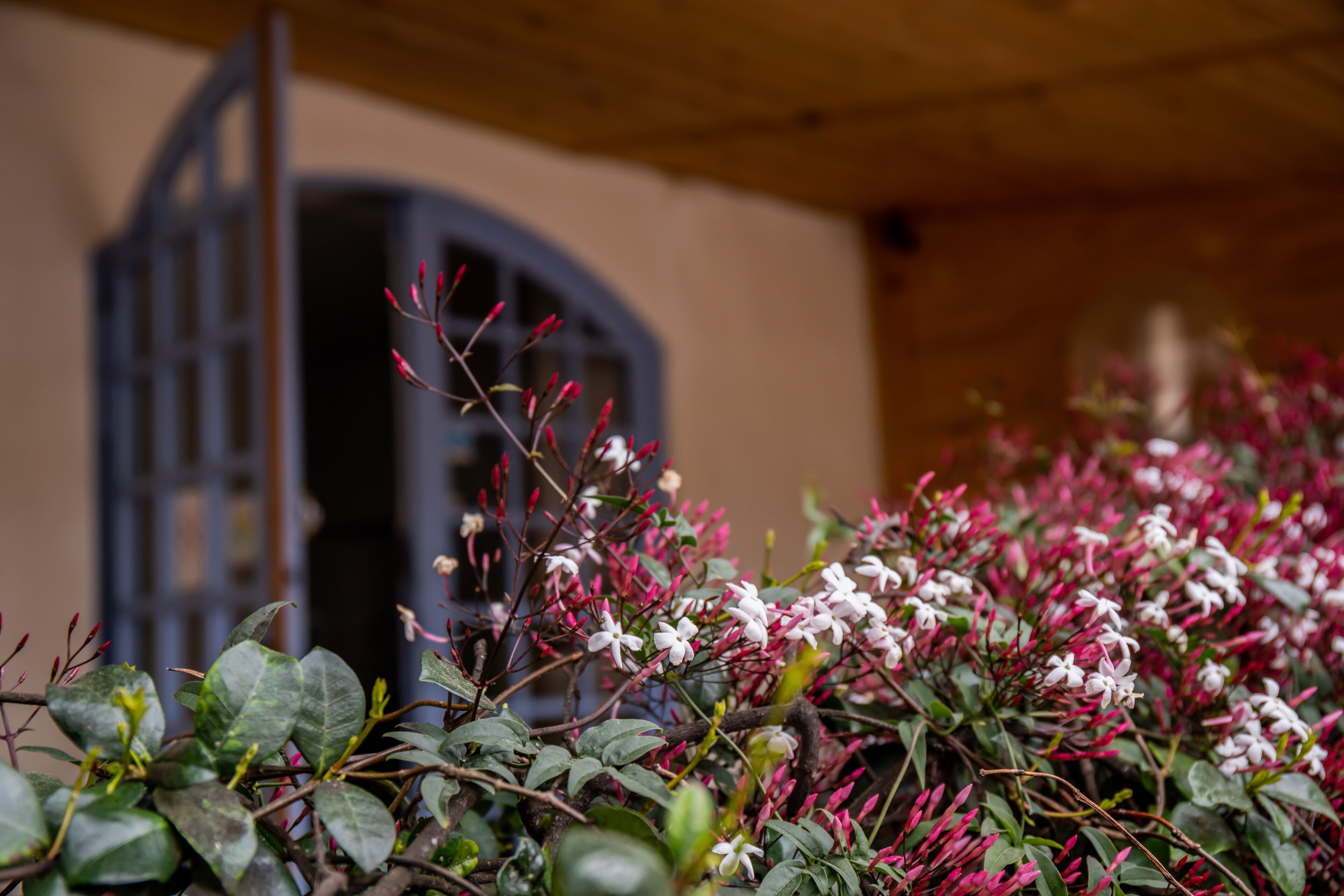 A close-up of a plant with pink and white flowers, a wooden structure, and a window with a metal gate.