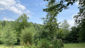 Un étang paisible, entouré d’une végétation luxuriante et d’arbres.