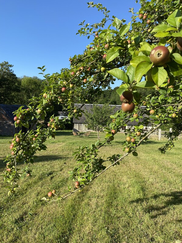 An apple tree with ripe apples in a grassy area with a building in the background. - Charming house in the grounds of a Pays d'Auge manor house (Neuville-sur-Touques)